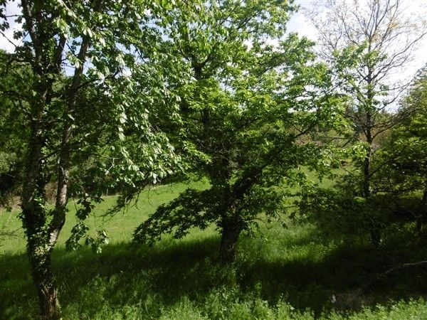 Chanteix : vente vente de 3 pi&egrave;ces - grande image 7