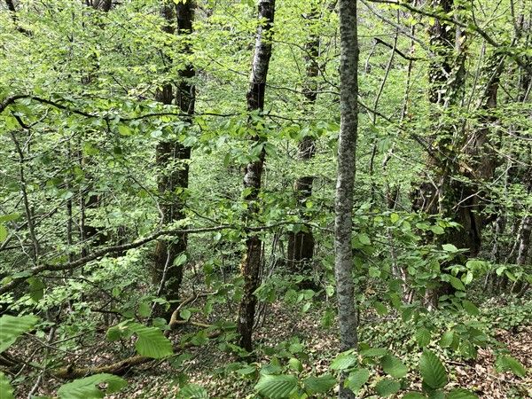 TULLE : vente Terrain 0 - vignette 1