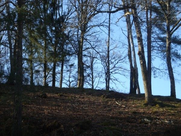 ENTRE TULLE ET EGLETONS : vente Terrain 0 - vignette 1