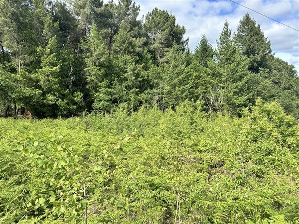 SAINTE FEREOLE : vente vente  - grande image 2